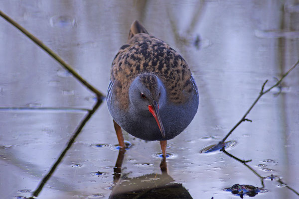 Wasserralle