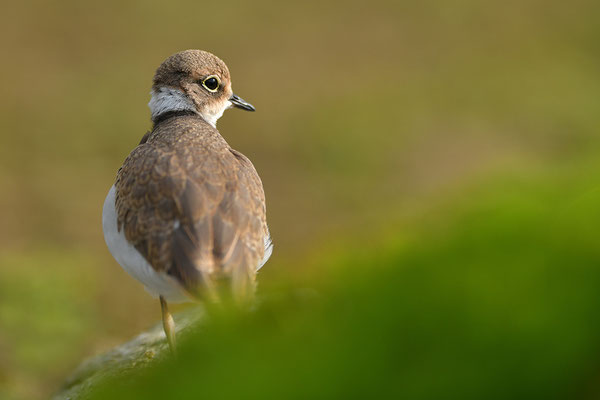 Flussregenpfeifer Jungvogel