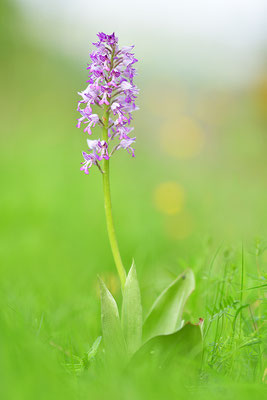 Helmknabenkraut