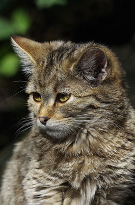 Wildkatze Kopfportrait