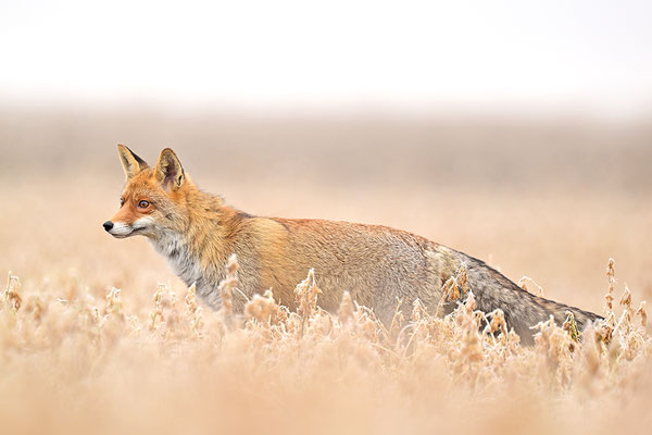 Fuchs