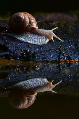 Weinbergschnecke mit Spiegelung