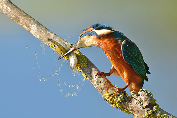 Eisvogel mit Beute