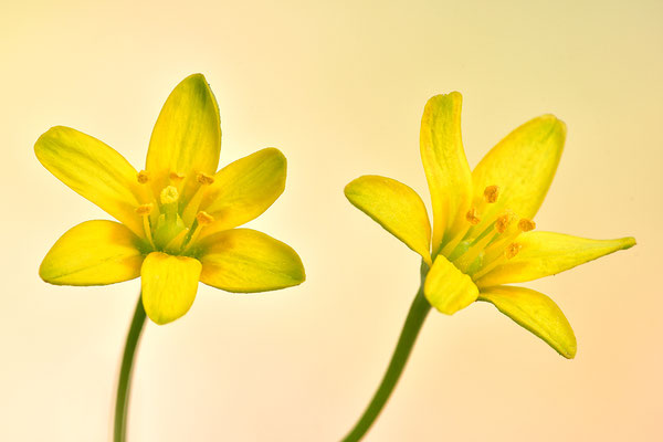 Waldgoldstern