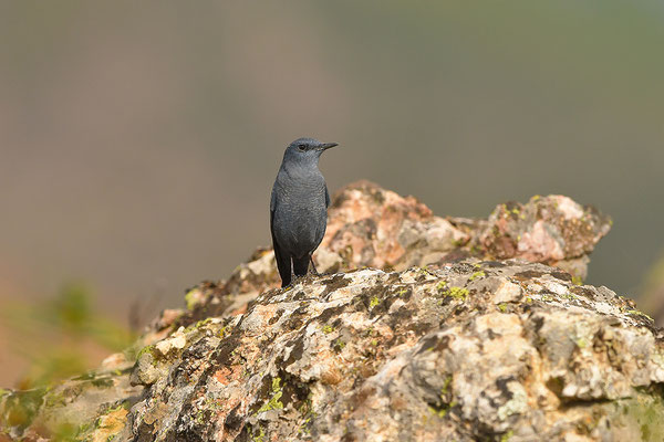Blaumerle