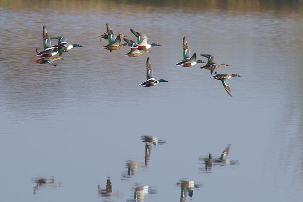 Löffelenten im Flug