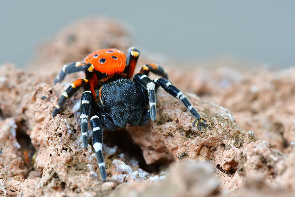 Rote Röhrenspinne, Männchen