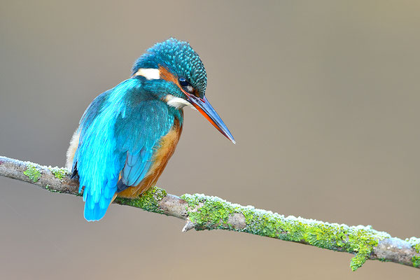 Eisvogel Weibchen