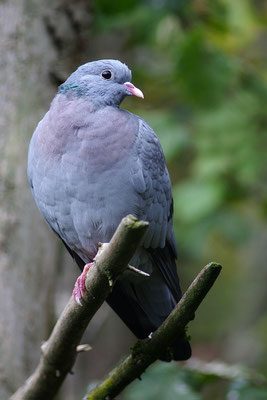 Hohltaube