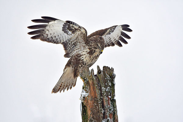 Mäusebussard