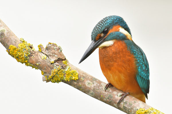 Eisvogel
