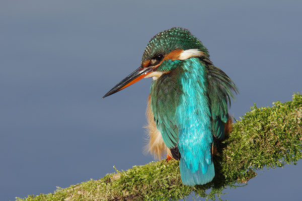 Eisvogel Weibchen