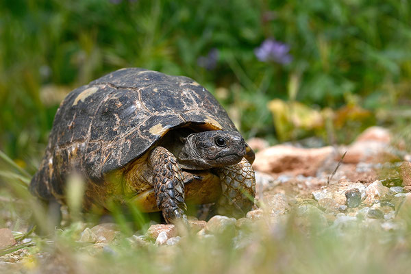 Breitrandschildkröte