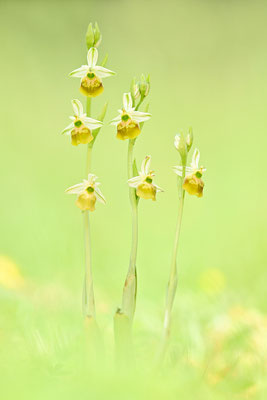 Gelbe Hummelragwurz flavescens