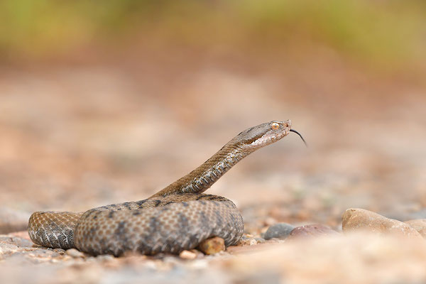 Aspisviper