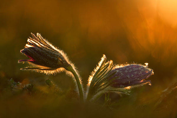 Küchenschelle im Morgenlicht