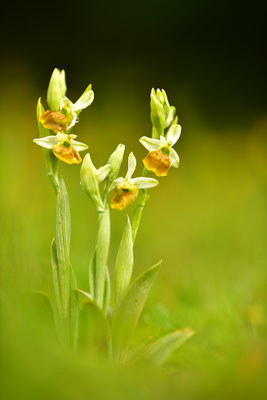 Gelbe Hummelragwurz flavescens
