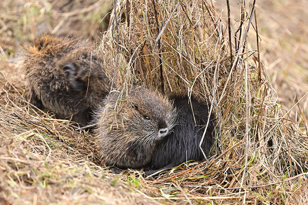 Nutria Jungtiere