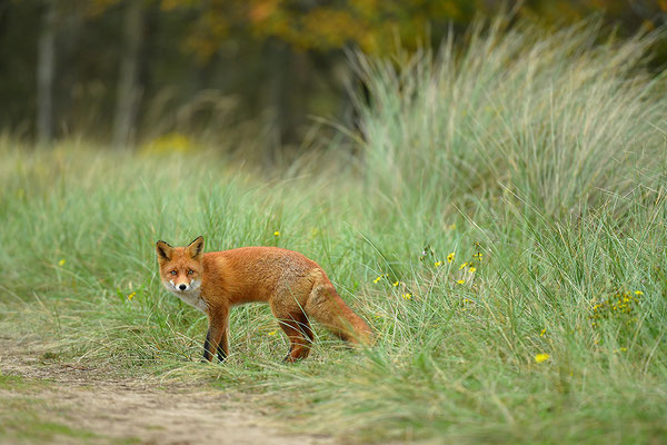 Fuchs