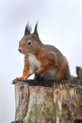 Eichhörnchen
