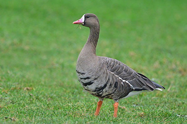 Blässgans