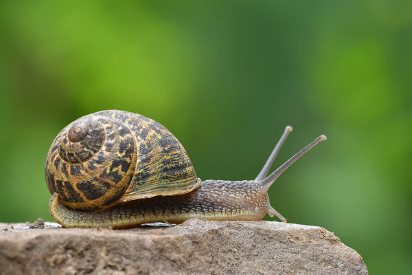 Gefleckte Weinbergschnecke