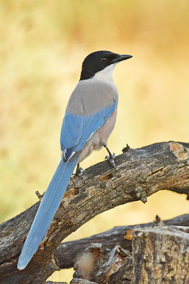 Blauelster