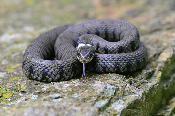 Ringelnatter