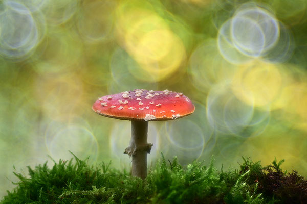 Fliegenpilz