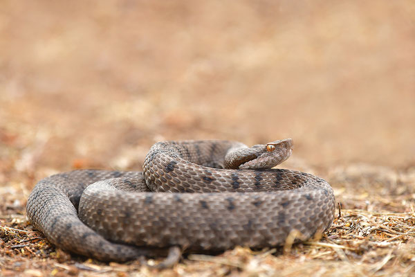 Aspisviper