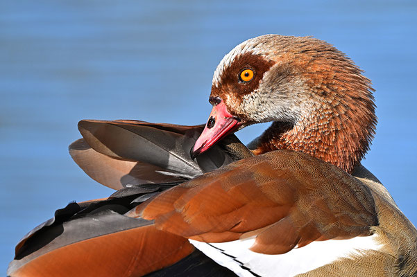 Nilgans Portrait
