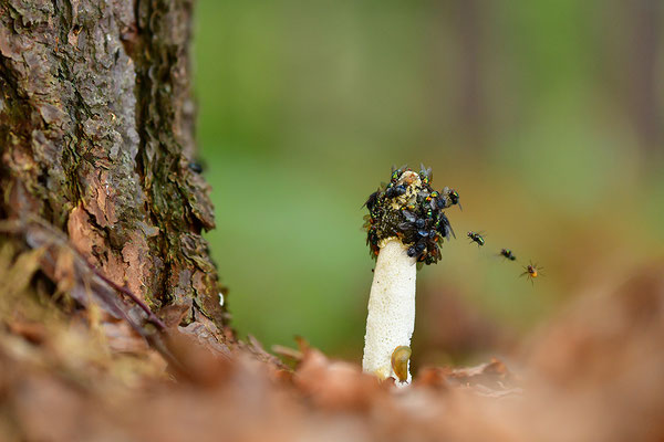 Stinkmorchel mit Fliegen