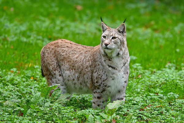Luchs