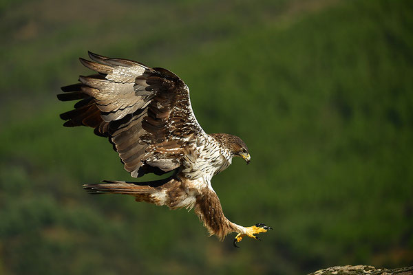 Habichtsadler