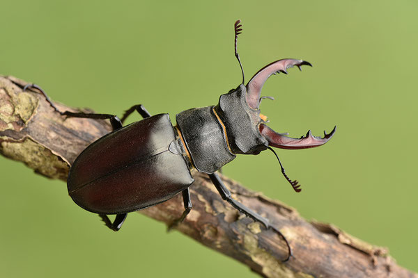 Hirschkäfer Männchen