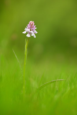 Geflecktes Knabenkraut