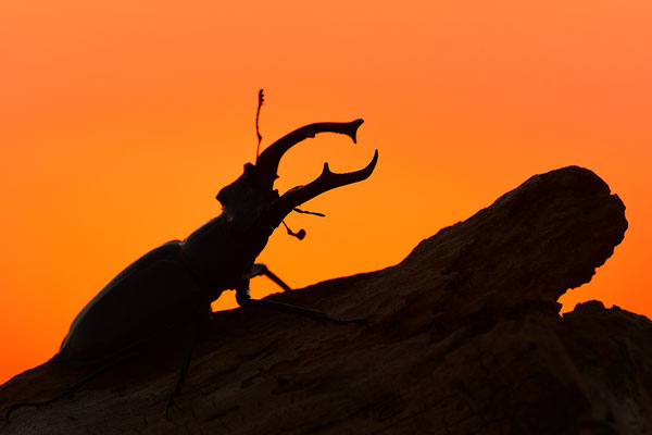 Hirschkäfer Männchen im Abendlicht