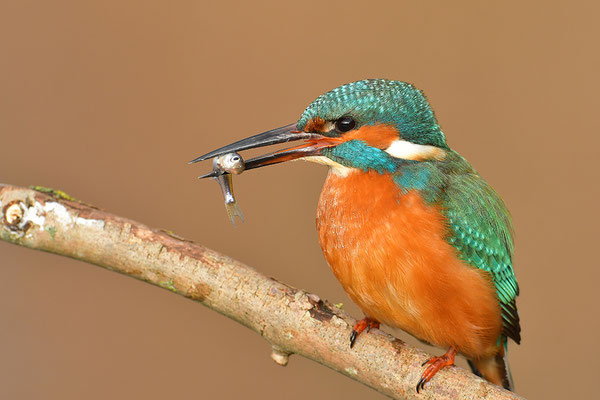 Eisvogel