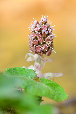 Rote Pestwurz