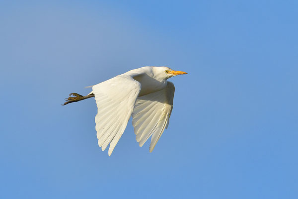 Kuhreiher im Flug