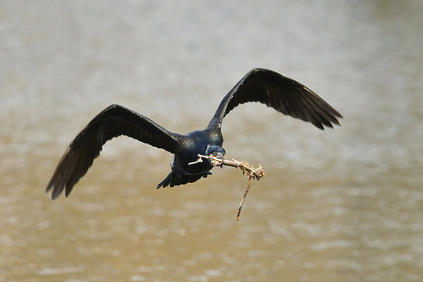 Kormoran im Flug