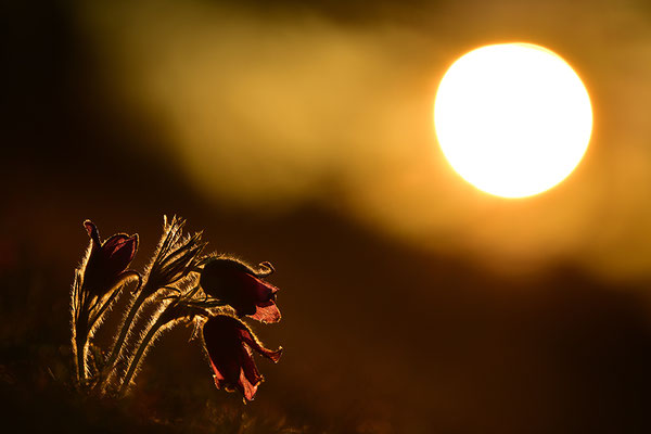 Küchenschelle im Morgenlicht