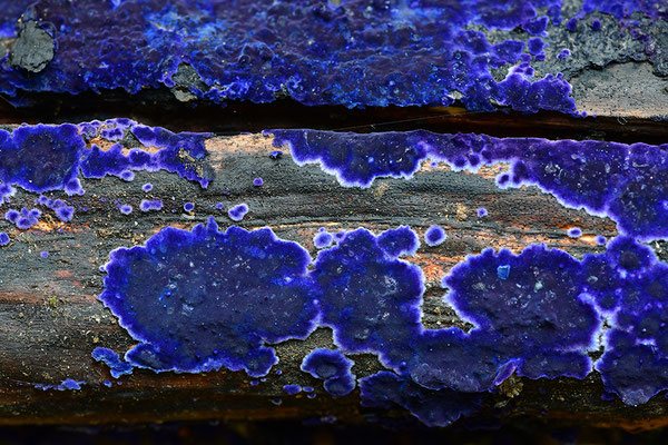 Blauer Rindenpilz