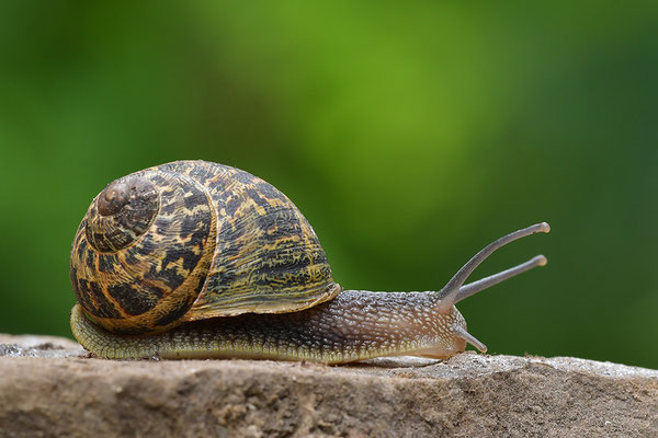 Gefleckte Weinbergschnecke