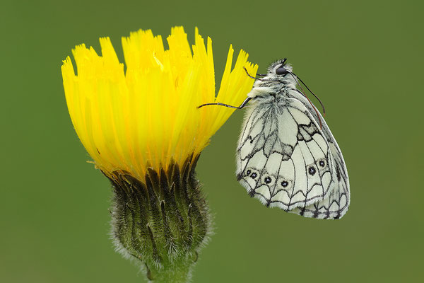 Schachbrettfalter