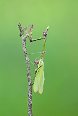 Empuse, Empusa fasciata