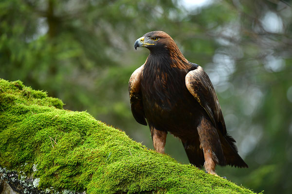 Steinadler