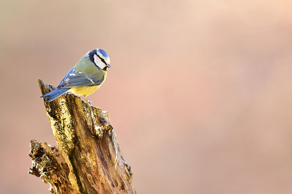 Blaumeise