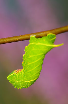 Pappelschwärmer Raupe