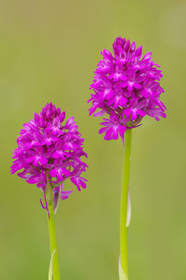 Pyramidenorchis